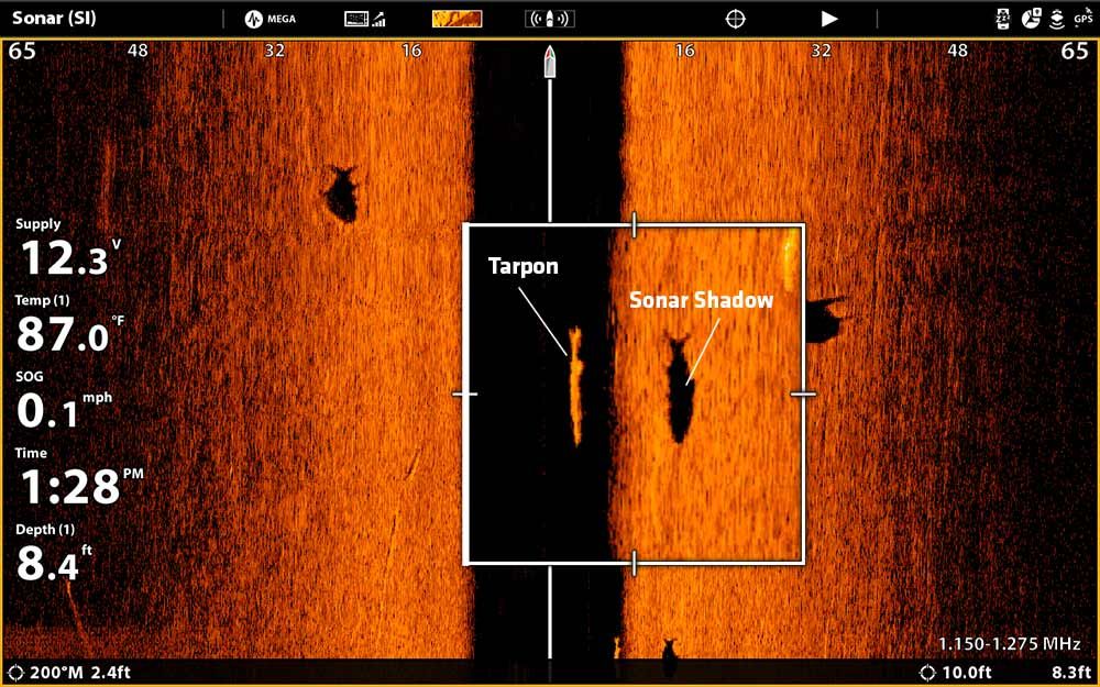 MEGA Imaging tarpon sonar shadow