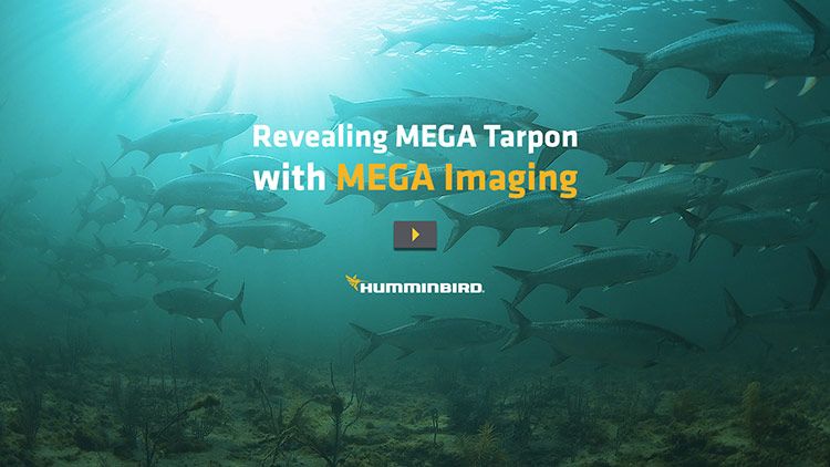 Revealing MEGA Tarpon with MEGA Imaging Video