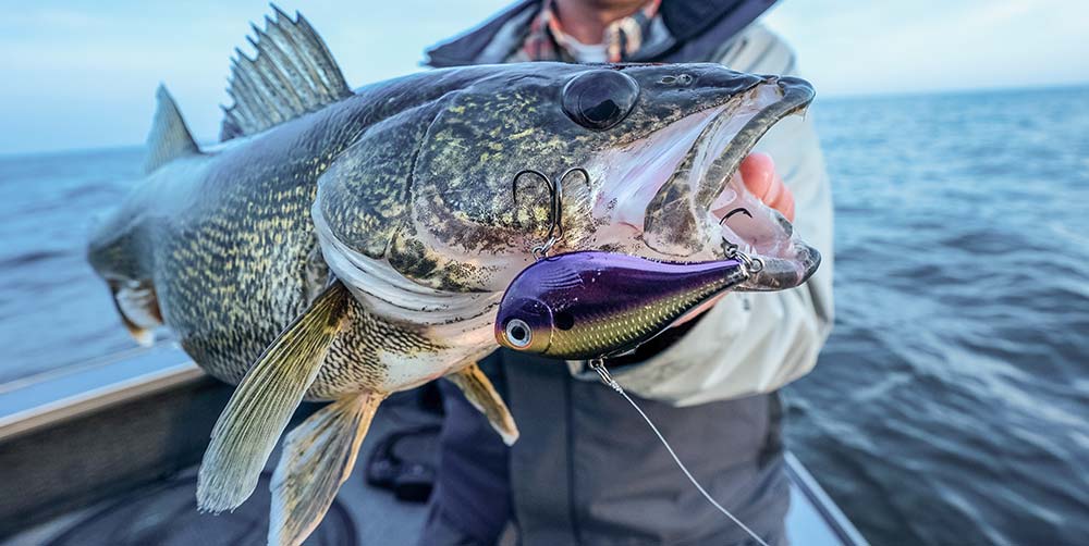 MYHRE: In the fall, walleyes want minnows or chubs