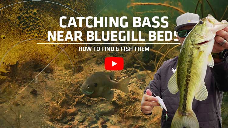 bass fishing around bluegill beds